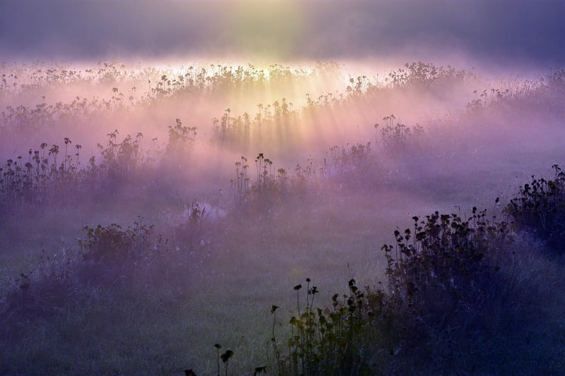 Ethereal meadows